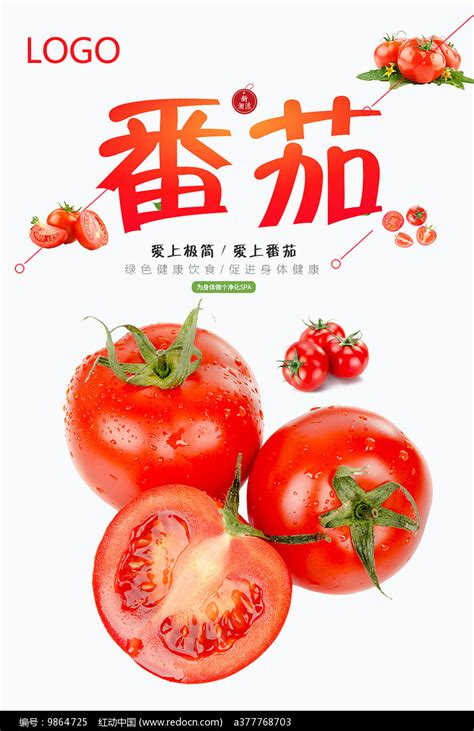 番茄发芽温室高清图片下载-正版图片504271402-摄图网