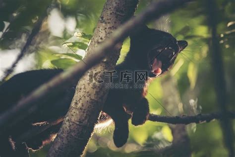 黑猫困在树上卡通动漫人物哺乳动物高清摄影大图-千库网