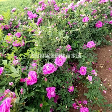 四季玫瑰_四季玫瑰植物图片_四季玫瑰植物库-中国苗木信息网