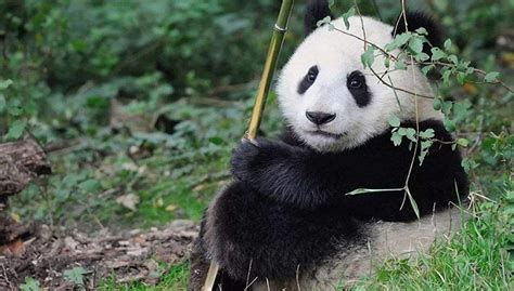 卧龙大熊猫 从国家至宝到世界宠儿|文章|中国国家地理网