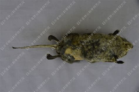 蹼足鼩 Nectogale elegans - 物种库 - 国家动物标本资源库