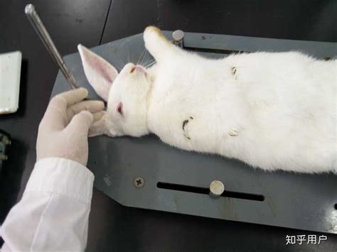 做兔子医学实验时本应耳缘注射麻药却因兔子反应过激被同学意外窒息死亡，心中充满自责，该如何减缓这种心态？ - 知乎