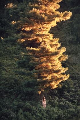 发光的树 - 摄影师莉莉刘 - CNU视觉联盟
