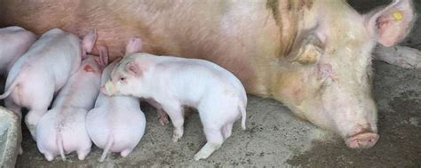 母猪饲料配方，妊娠期、哺乳期及产后饲料搭配-农百科