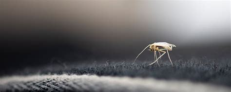 梦到好多蚊子说明什么 梦见好多蚊子有什么预兆 - 万年历