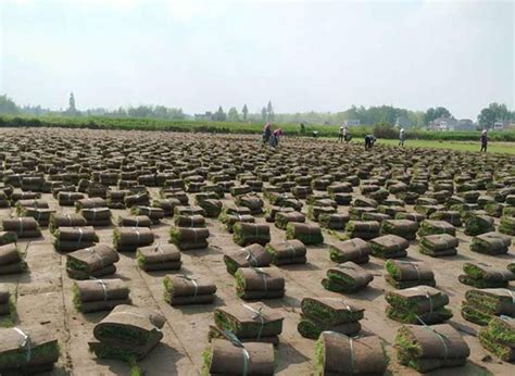 草坪行业爆发式增长的原因及发展建议-行情分析-中国花木网