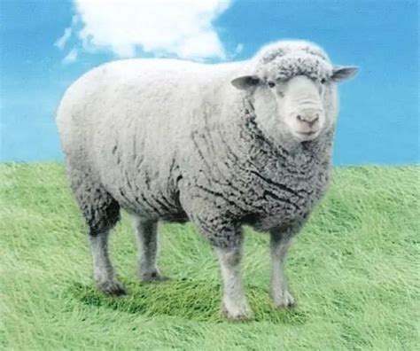 适合北方养羊的品种有哪些？ - 惠农网