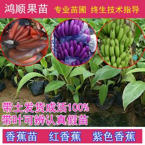 紫香蕉,名字,效(第4页)_大山谷图库