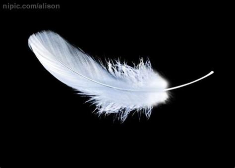羽毛代表什么象征意义 - 业百科