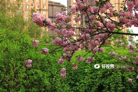 长沙小区：樱花盛开，春色风采 第2页-中关村在线摄影论坛