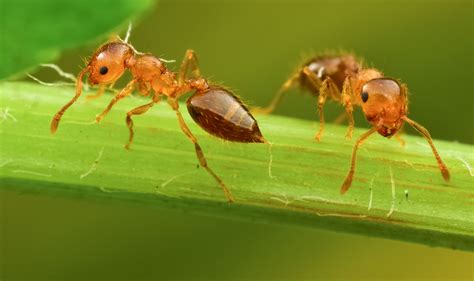 团队 蚂蚁,蚂蚁,白蚂蚁_大山谷图库