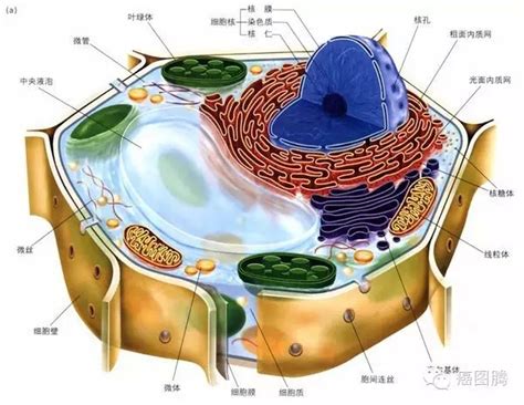 生物细胞结构图图片