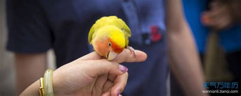 鹦鹉玩具用品趣味训练漏食道具虎皮玄凤觅食开发智力亚马逊鸟玩具-阿里巴巴