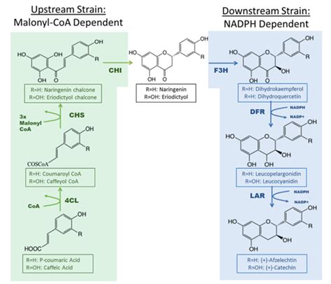 植物类黄酮的生物合成及其抗逆作用机制研究进展