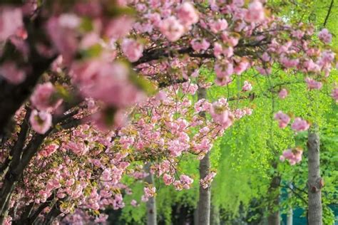 西安周边踏青赏花目的地，各色花海，总有一处是你心中的春天！ - 知乎
