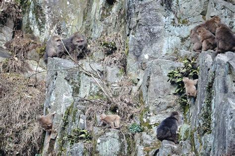 动物科普-黄山松鼠 - 天柱山欢乐大世界