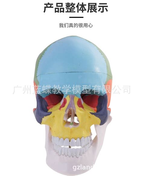 美术医学艺用头骨模型 标准彩色分区骷髅头头骨 头颅骨标本模型-阿里巴巴