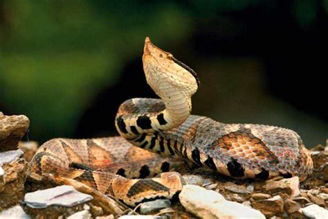 中国毒性最大的蛇主要有哪几种 - 知百科