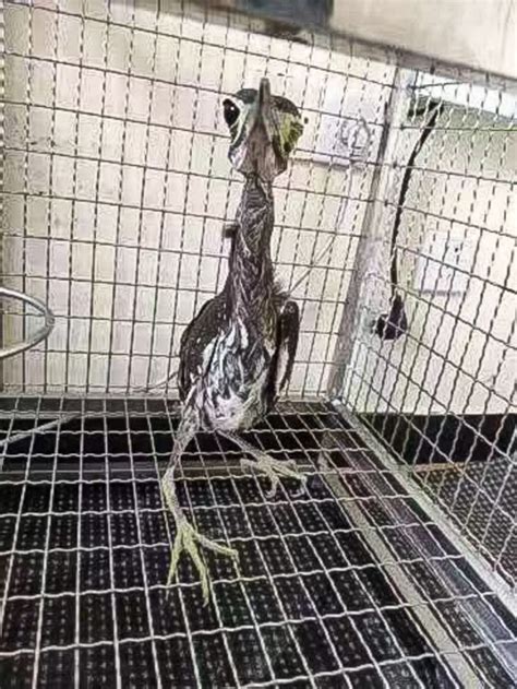 “世界上最神秘的鸟”，在广东出现