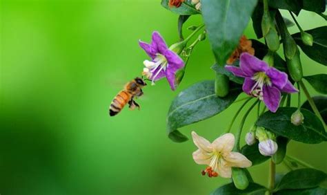 蜂蜜都有哪些品种，许多人说蜜种是勾兑的，真的存在这些品种吗？