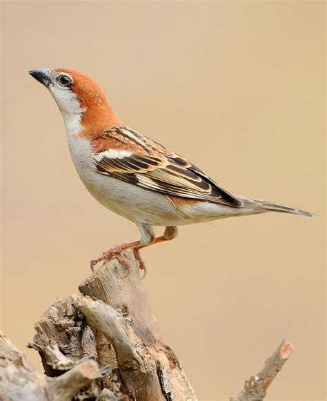 山麻雀：鸟纲，国家三级保护动物