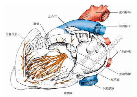 左心房和左心室的内部结构