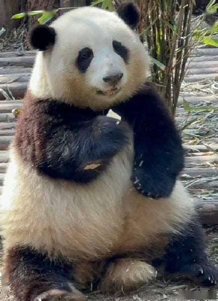 武汉36度高温 大熊猫抱冰块打滚成网红_首页社会_新闻中心_长江网_cjn.cn