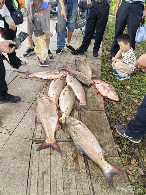 大丰收！江门此处的秋季捕鱼节活动正式启动！一条 “鱼王”拍出30万元！|捕鱼|大沙河水库|鱼_新浪新闻