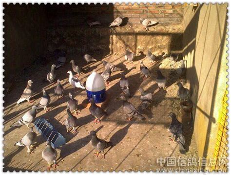 鸽子也需要人的帮助（拔苗助长）-中国信鸽信息网相册
