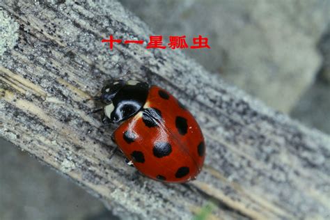 科学网—万绿丛中一点红：七星瓢虫 - 李世春的博文