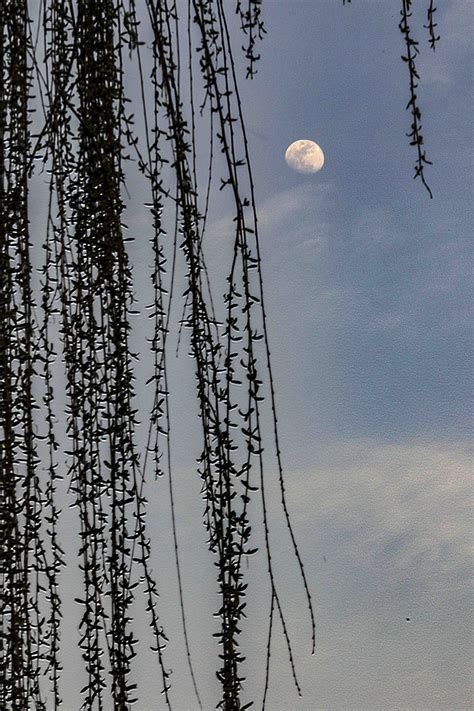jiaowei0168摄影作品 月上柳树梢