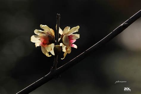 金秋时节，万州南山公园内的紫微花暗香浮动……__财经头条
