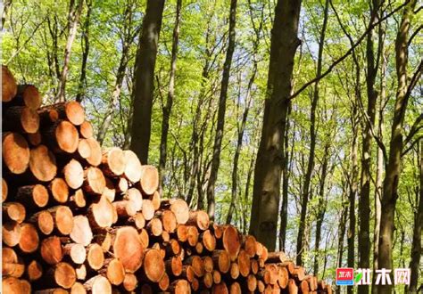 我国木材与木制品行业发展现状及趋势！