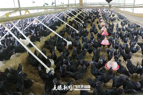长沙家禽批发市场6月试营业 屠宰加工板块主体工程11月建成 - 三湘万象 - 湖南在线 - 华声在线