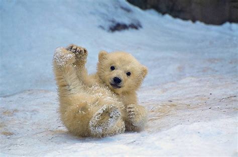 可爱北极熊宝宝摄影图片欣赏 - 第一视觉