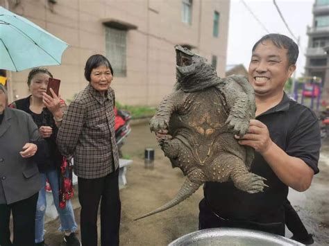长约55厘米，宽约45厘米，温岭惊现29斤重鳄龟-台州频道