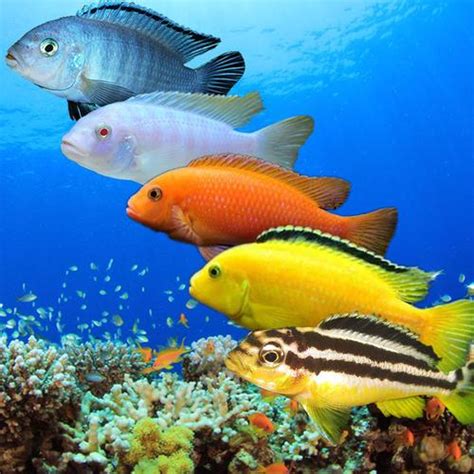 十大养不死的热带鱼:适合新手养的热带鱼观赏鱼_Top