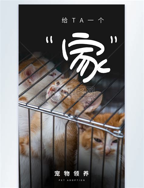 领养猫咪公益白色简约海报海报模板下载-千库网