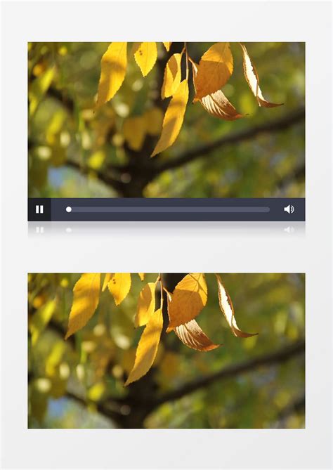 夏天随风飘动的树叶实拍视频素材模板下载_树叶_图客巴巴