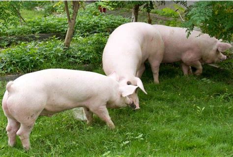 广东：生猪价格仍面临较大下行压力农业资讯-农信网