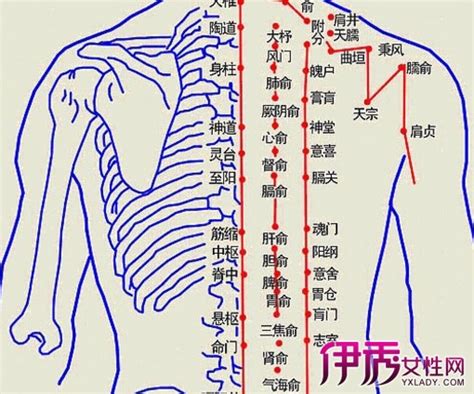 人体背部拔罐图图片