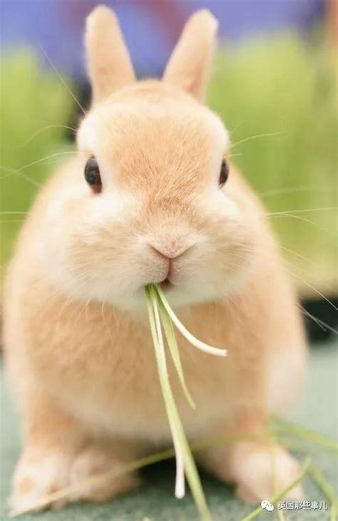 看着这些可爱的兔子，有没有想起那句，兔兔这么可爱，怎么可以吃|兔兔|可爱|毛毛_新浪新闻