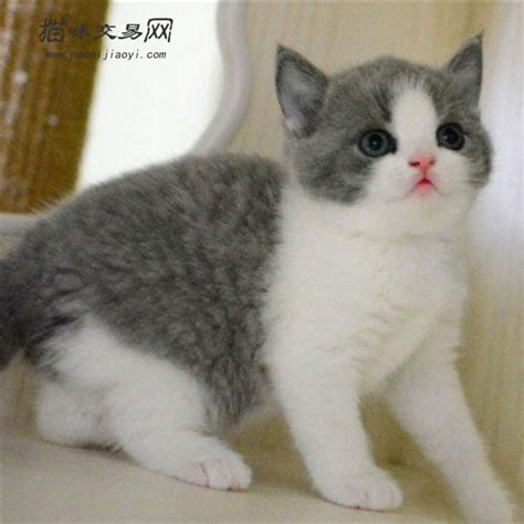 北京布偶猫正规猫舍-宠物网问答