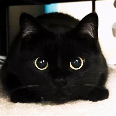 纯黑色小猫咪jpg格式图片下载_熊猫办公