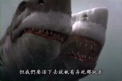 关于鲨鱼的电影，关于鲨鱼的电影有哪些