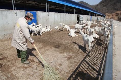 【2020决战脱贫攻坚】宜君：奶山羊产业助推群众脱贫致富 - 综合新闻 - 陕西网