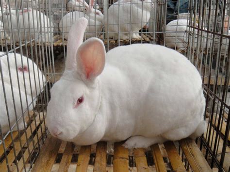 19年4月12日最新肉兔价格，獭兔价格，兔毛价格__凤凰网