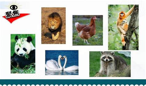 各种动物图片 各种各样动物图片(4)_配图网