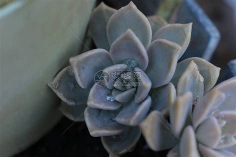 石玫瑰(CmmnRckrse)花语:普遍(Uni图片