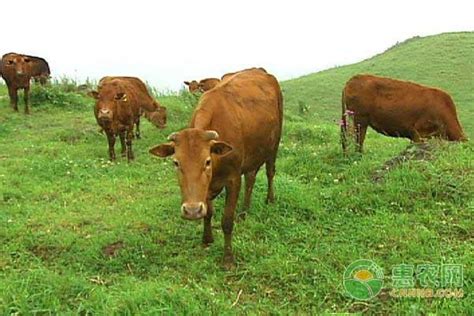 牛的品种排名前十名有哪些(世界顶级牛肉品种排行榜)_欲强网